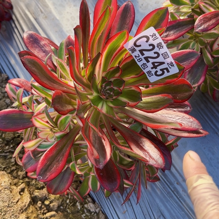 丽娜多肉植物大事情法师2245