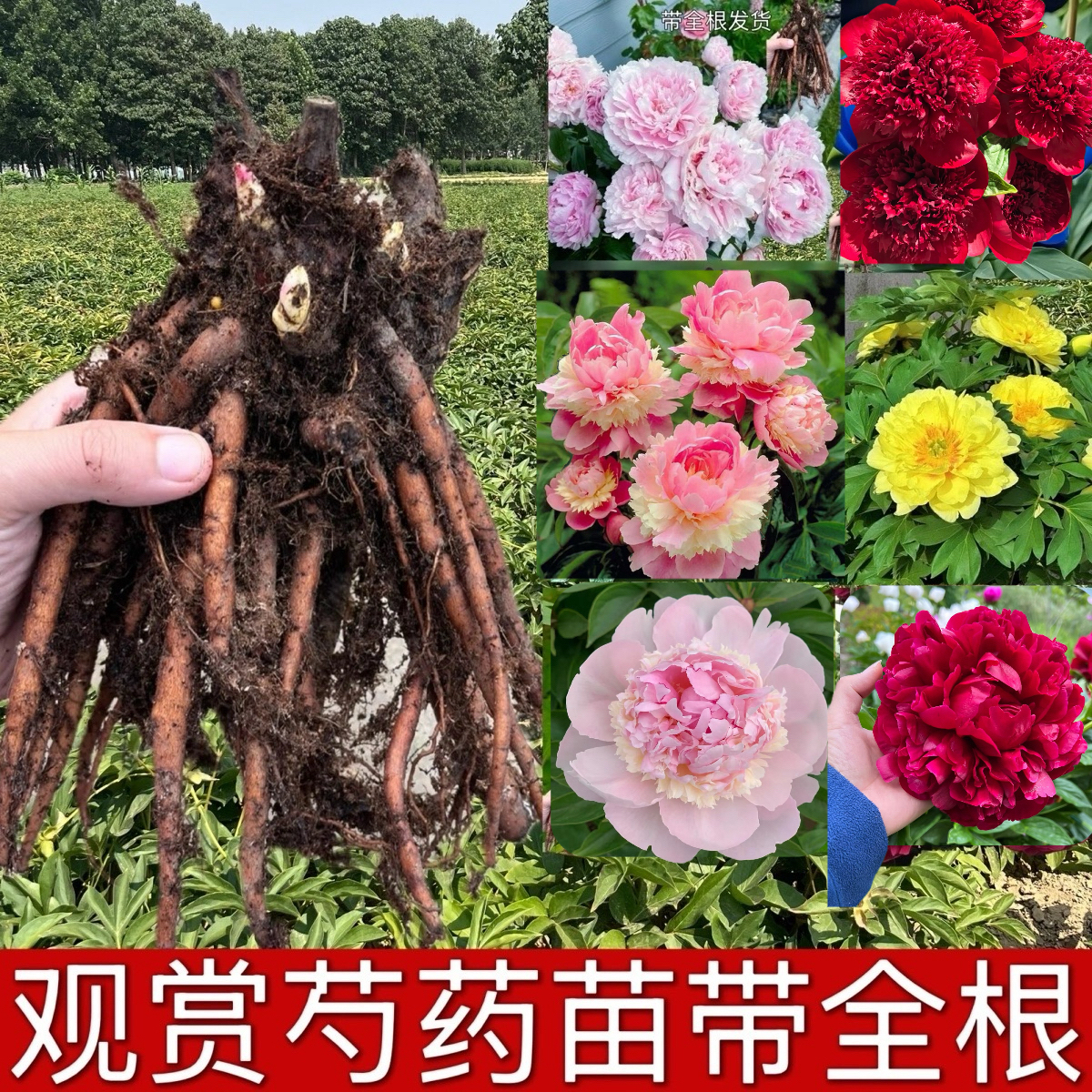 （3-5年）正宗芍药花苗重瓣观赏芍药苗山东菏泽基地直发现挖现发
