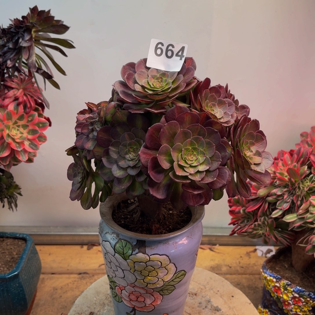 多肉法师倾城中班缀664