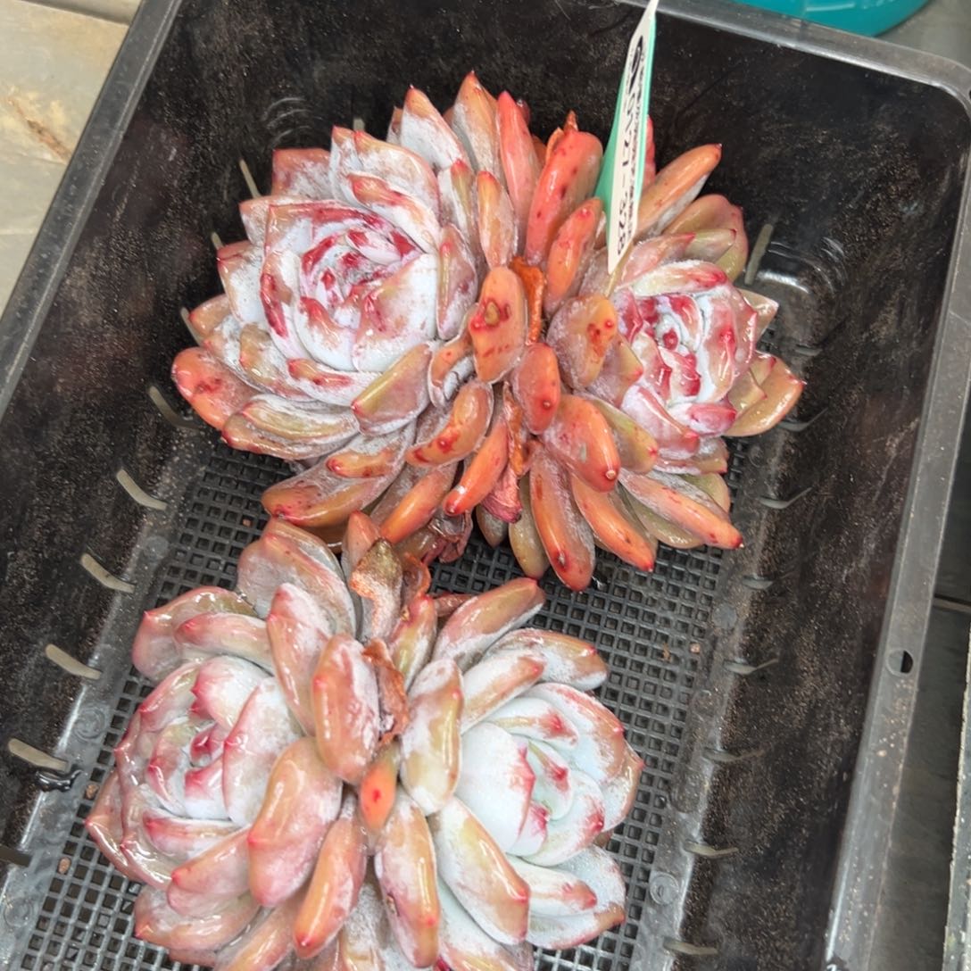 多肉一物一拍0127-328