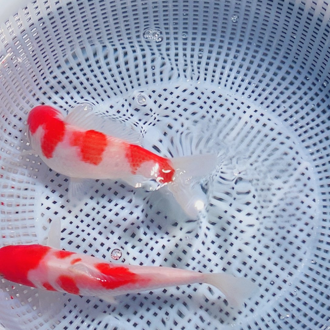 锦鲤锦鲤观赏鱼8888