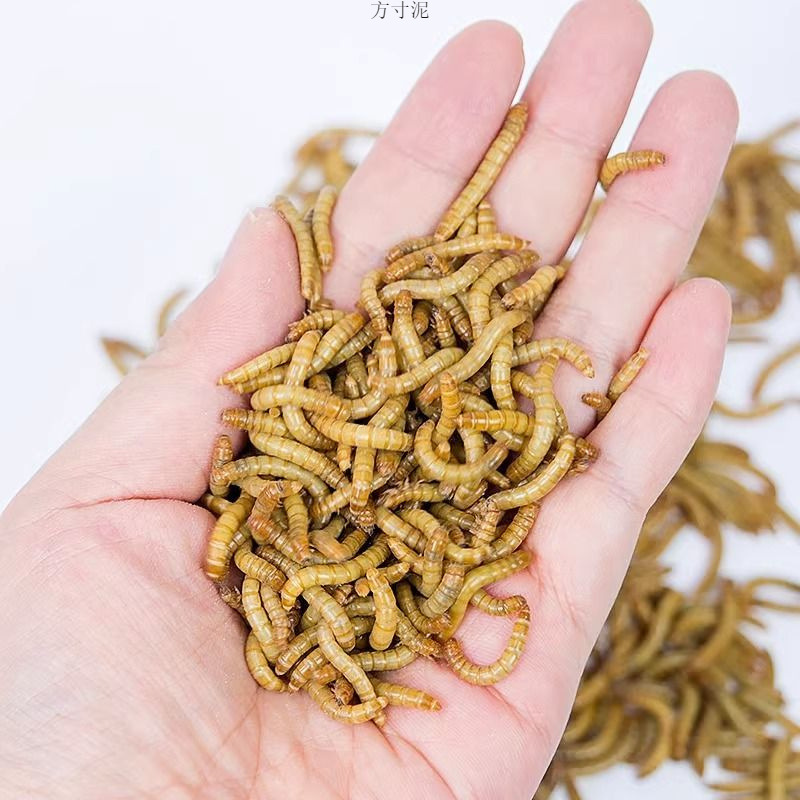 黄粉虫乌龟小金鲜活面包虫龙鱼仓鼠宠物乌龟鸟食饲料面包虫鲜活