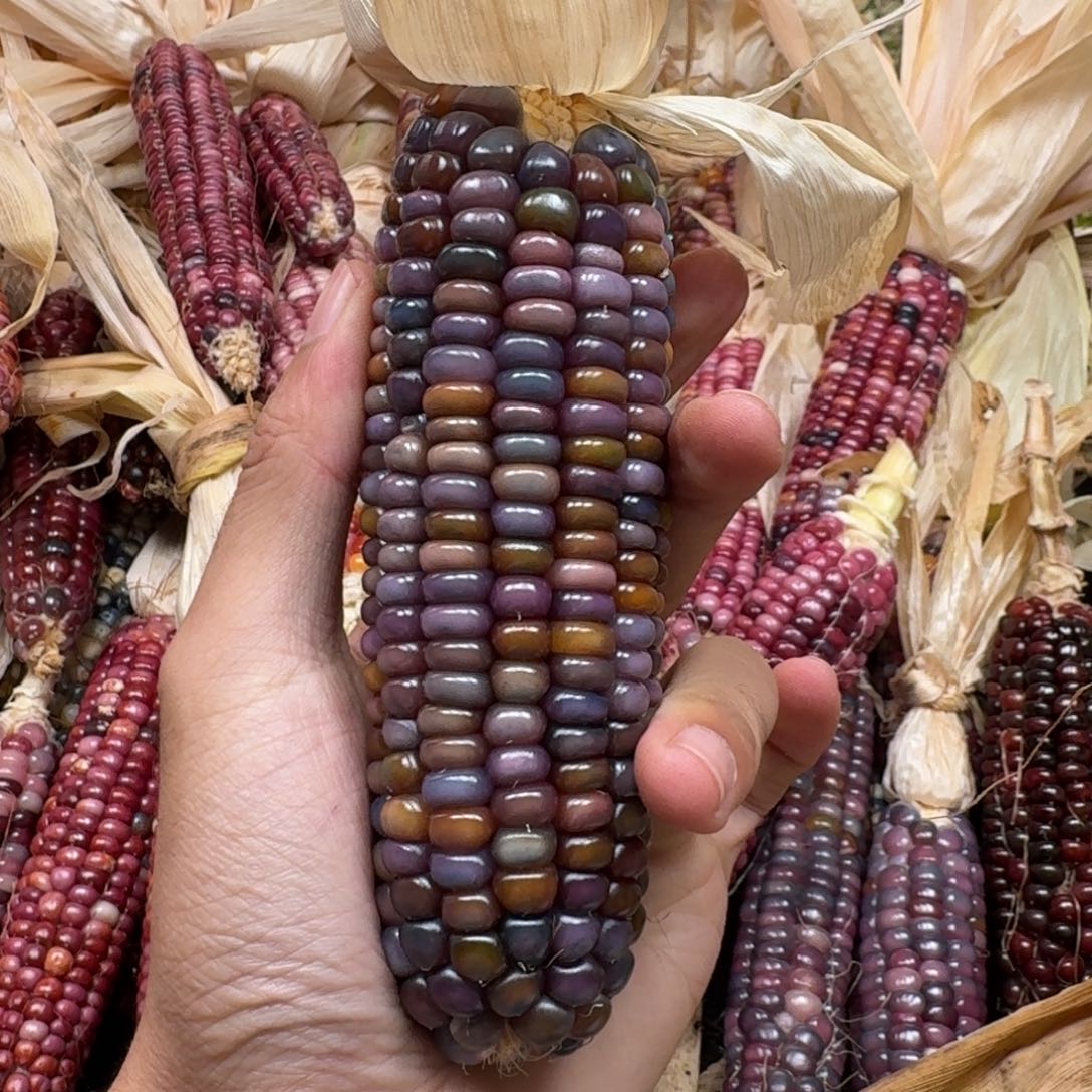 ****e吊坠柏香籽/百香籽