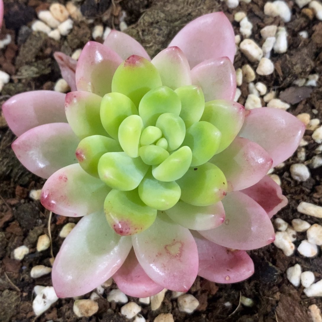 香格里拉锦 多肉植物