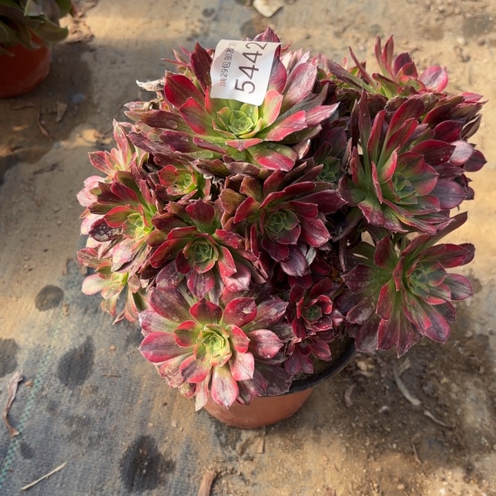 安娜锦多肉法师5442