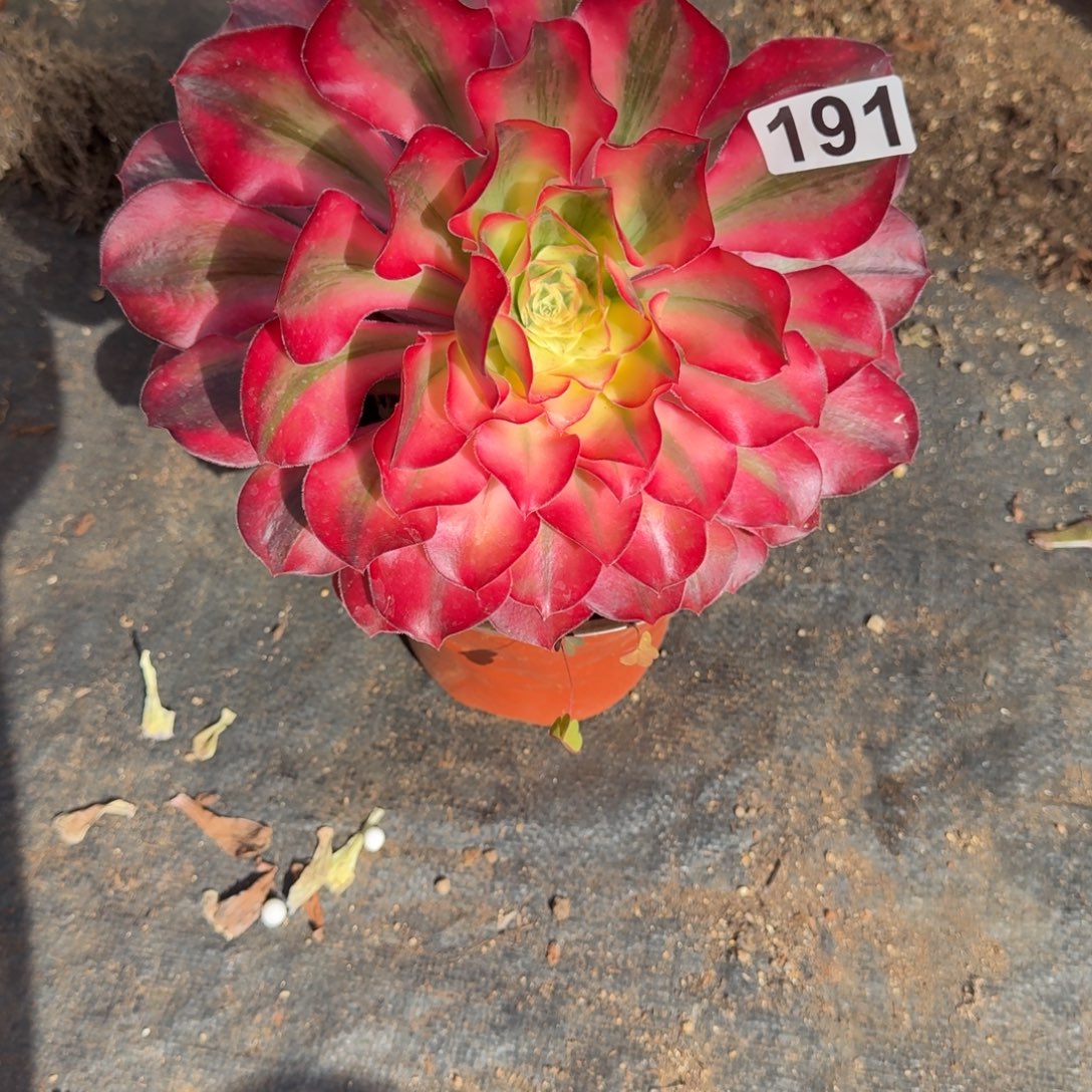 191多肉植物爱丽丝