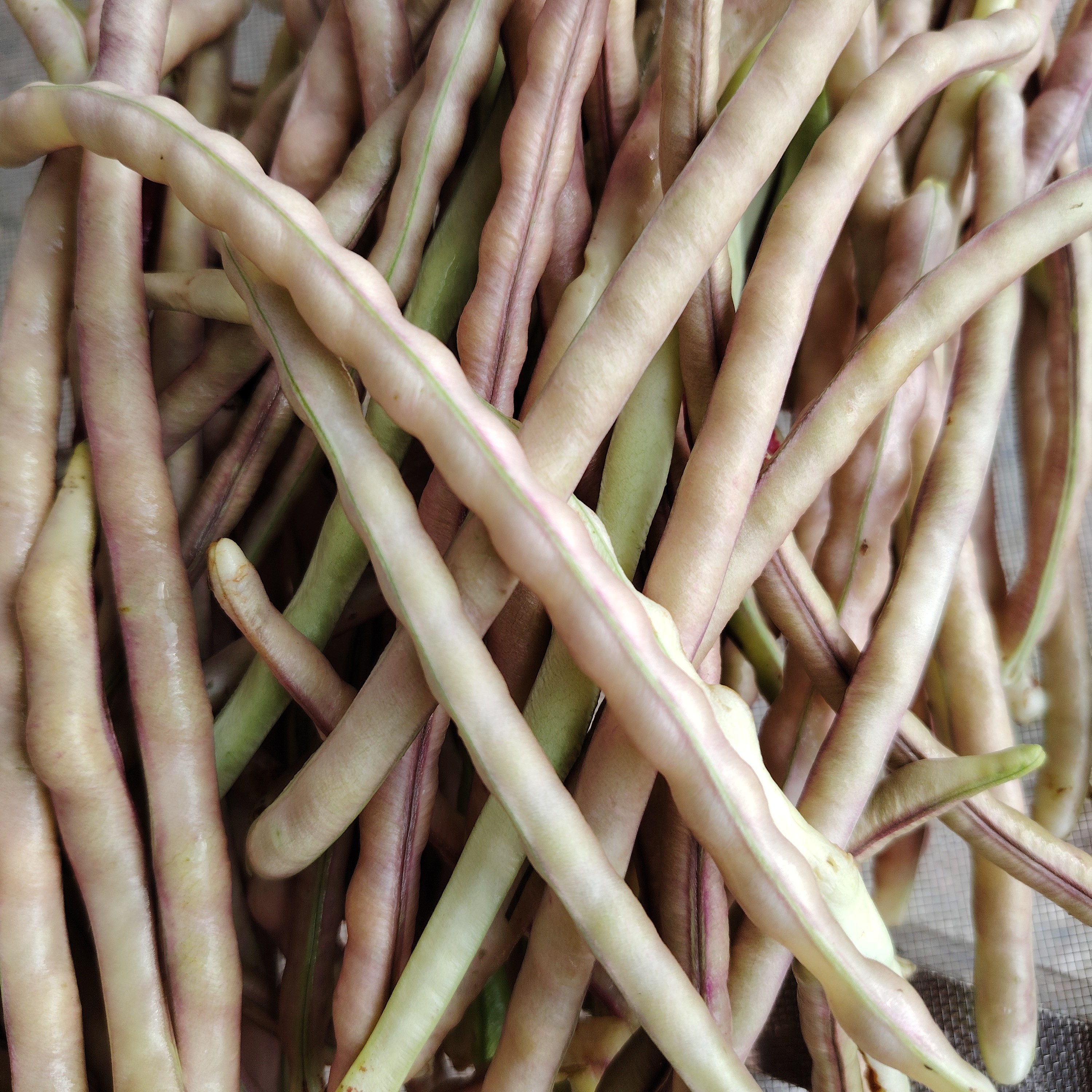 江西赣南特产新鲜秋豆角当季蔬菜