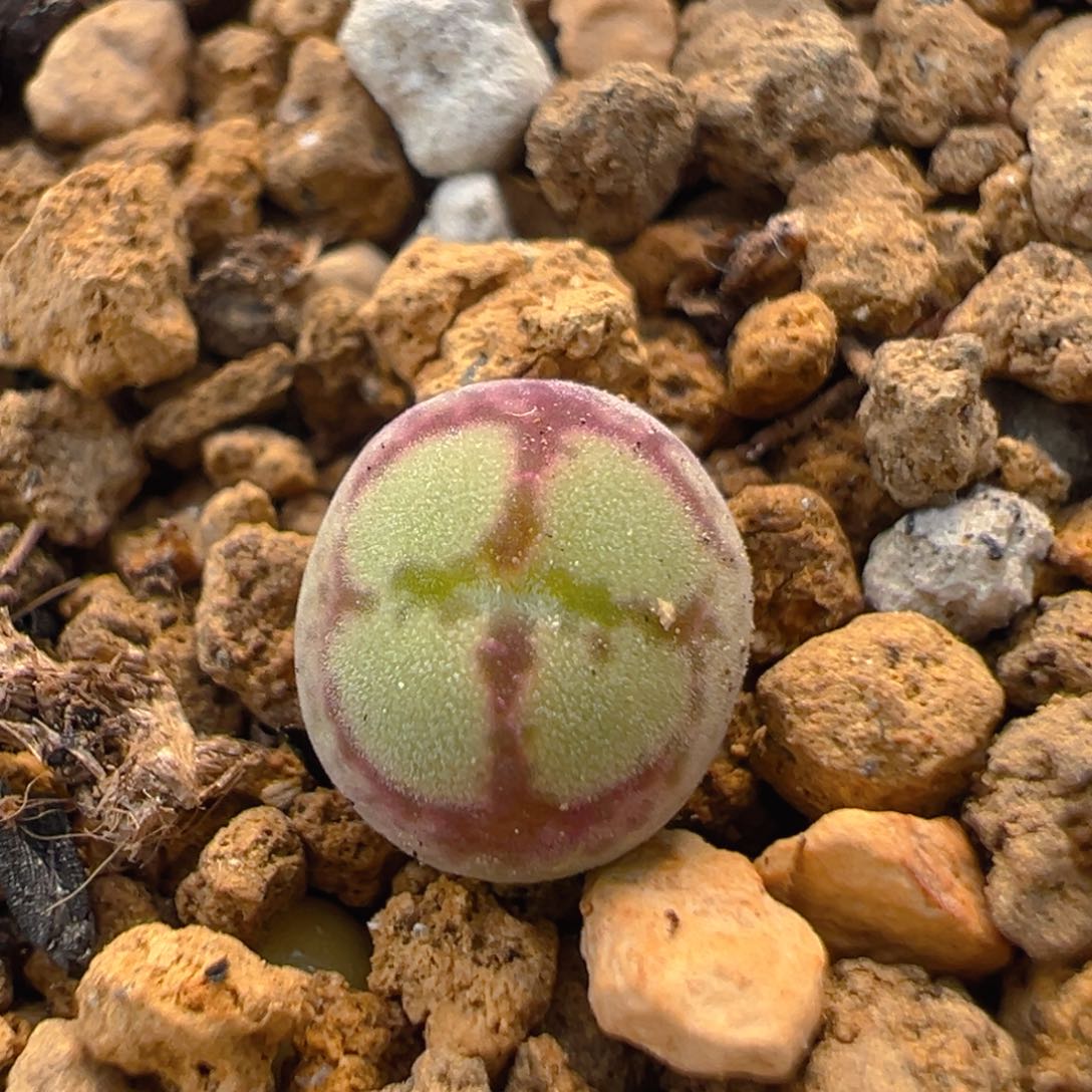 41多肉植物百科知识