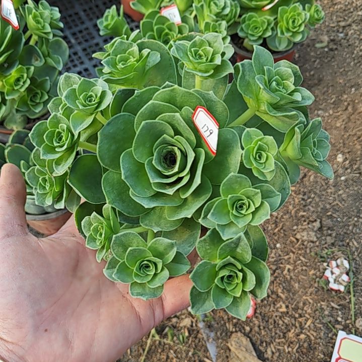 山地玫瑰多肉 179