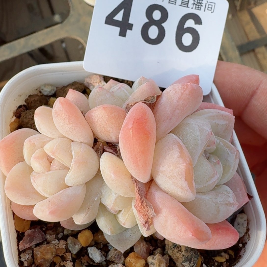 冰玉群生整装无砍