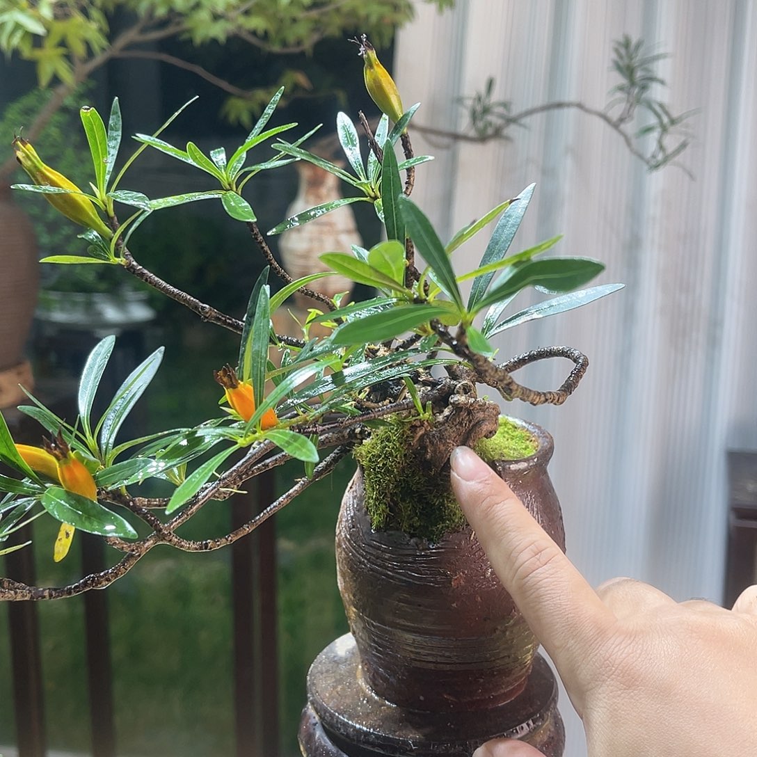 明***天无花朵555588888888