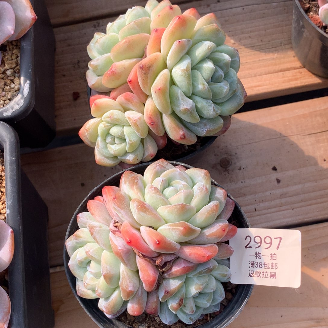 10厘米三头冰玉两颗2997