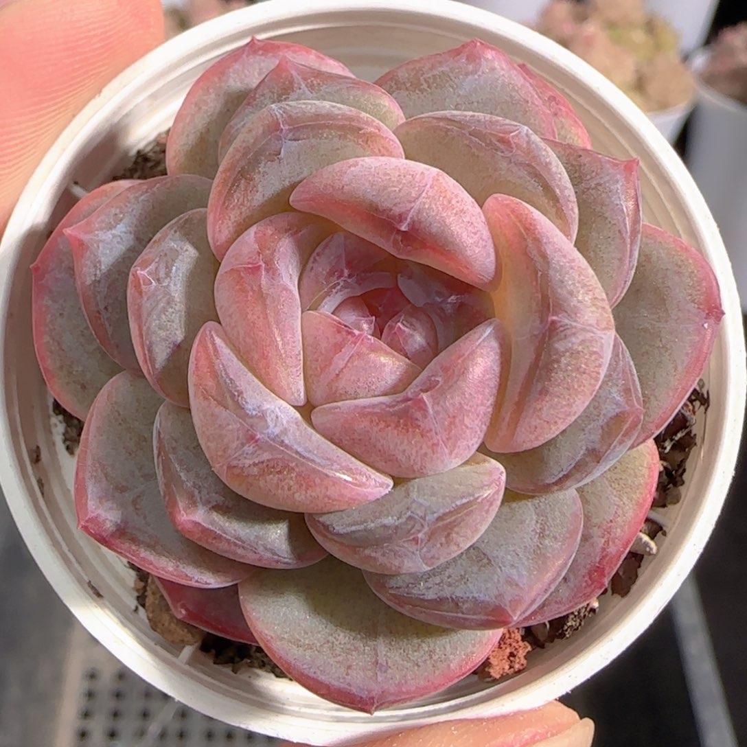 多肉0103-33糖心糖心