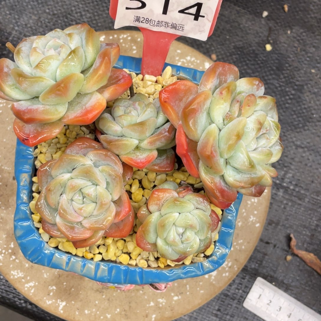 @***惜弥鹿之森一物一拍