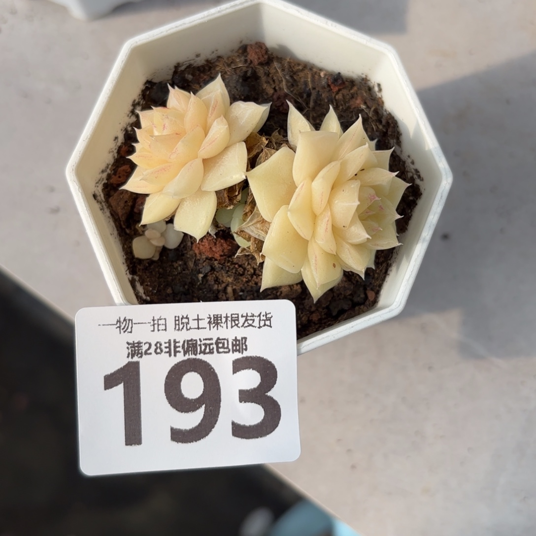白天鹅麦秆无盆土发货