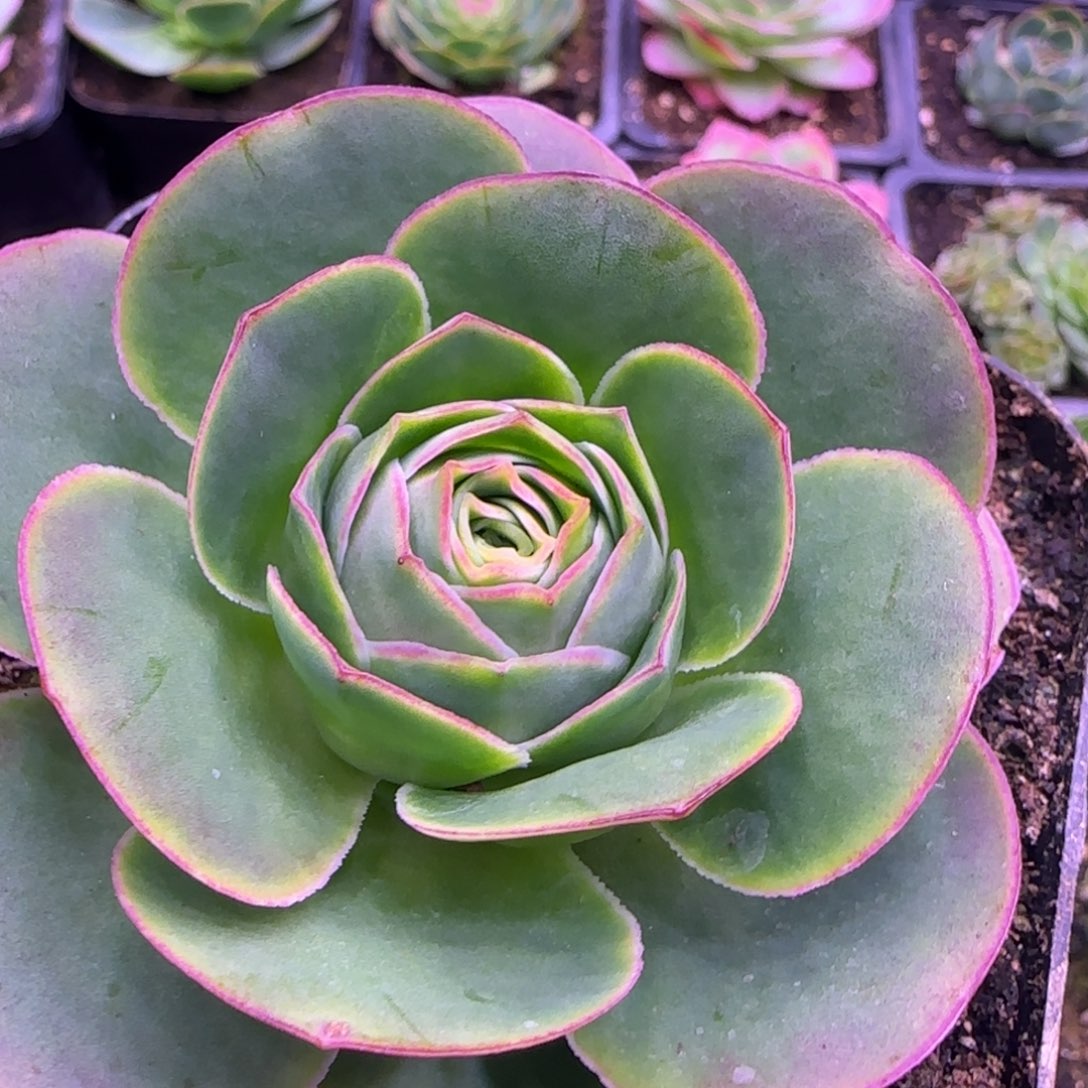 7.5厘米包心捧花玫瑰粉红12124343