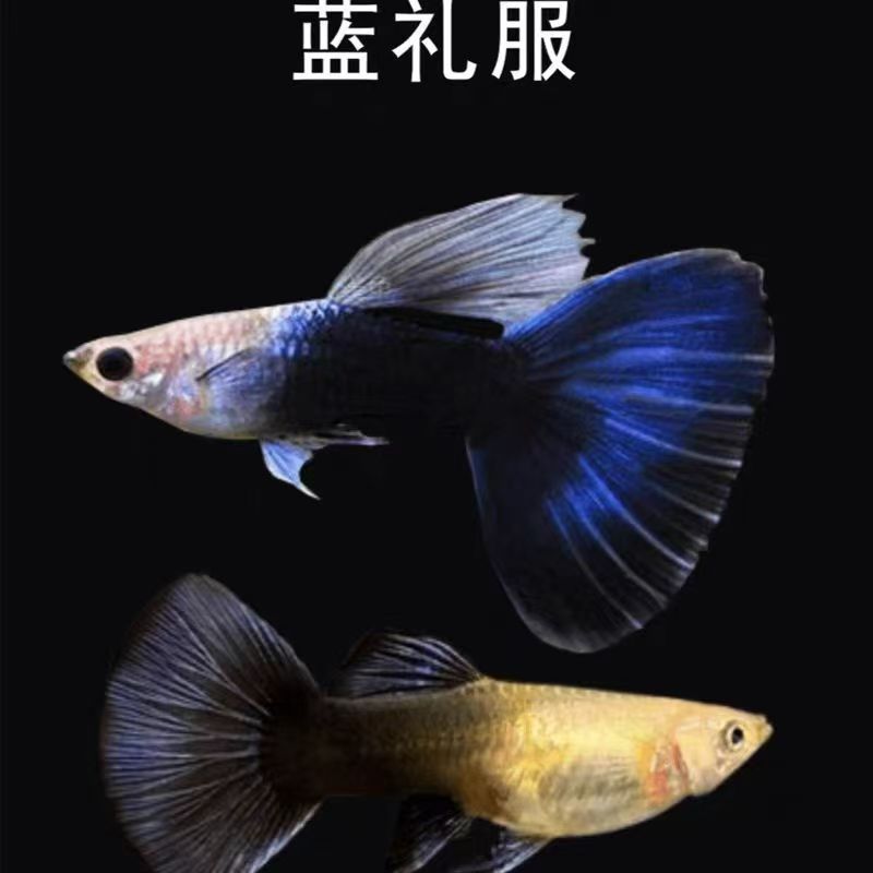 【德系蓝礼服】孔雀鱼小型热带淡水活鱼观赏鱼