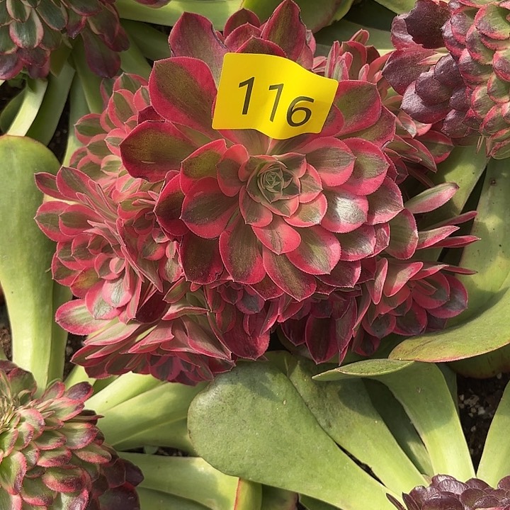 多肉植物花样年华116