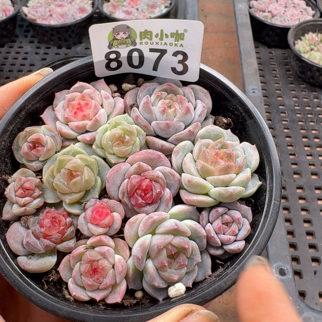 多肉植物多肉植物