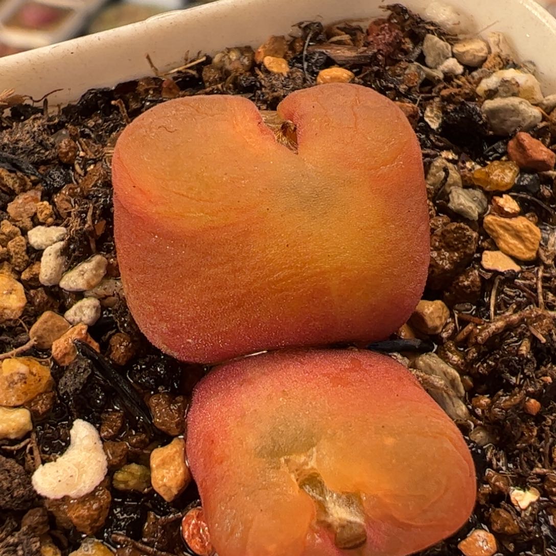 水蜜桃多肉植物百科