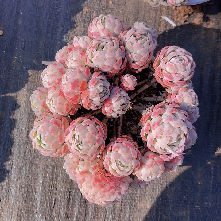 @****@一哈要回家的哦嘛闷