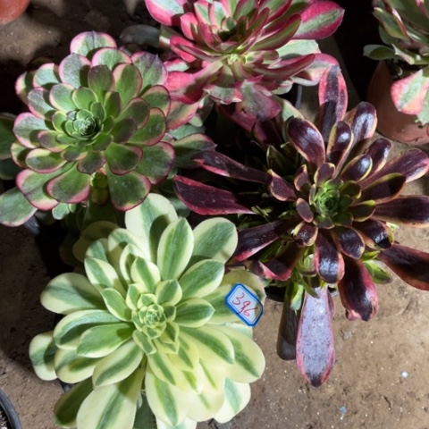 396多肉植物组合