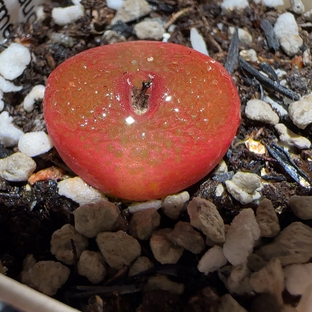 肉锥多肉植物百科25-水蜜桃811