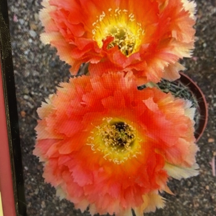 彩草风羽18侧芽2.5厘米