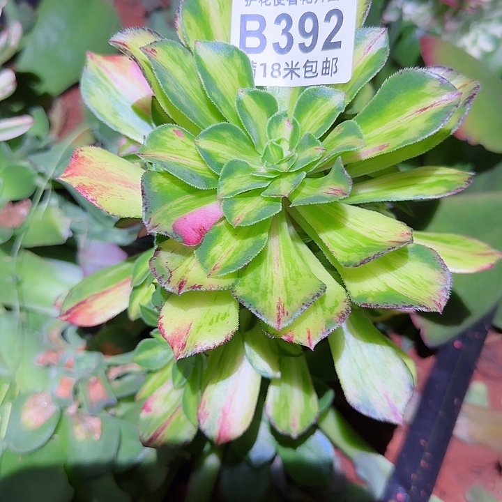 多肉法师知否朵朵