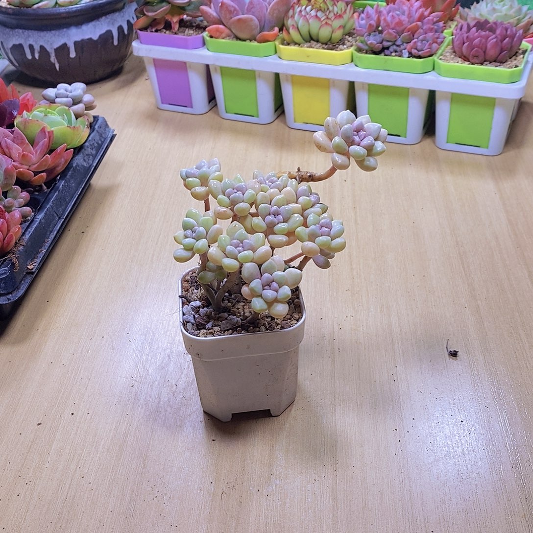 无花朵多肉植物丸叶姬秋丽送盆