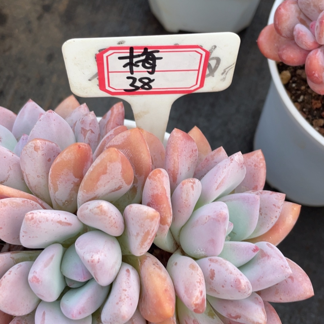 梅***姐姐说她真的不是一般意义，梅子38