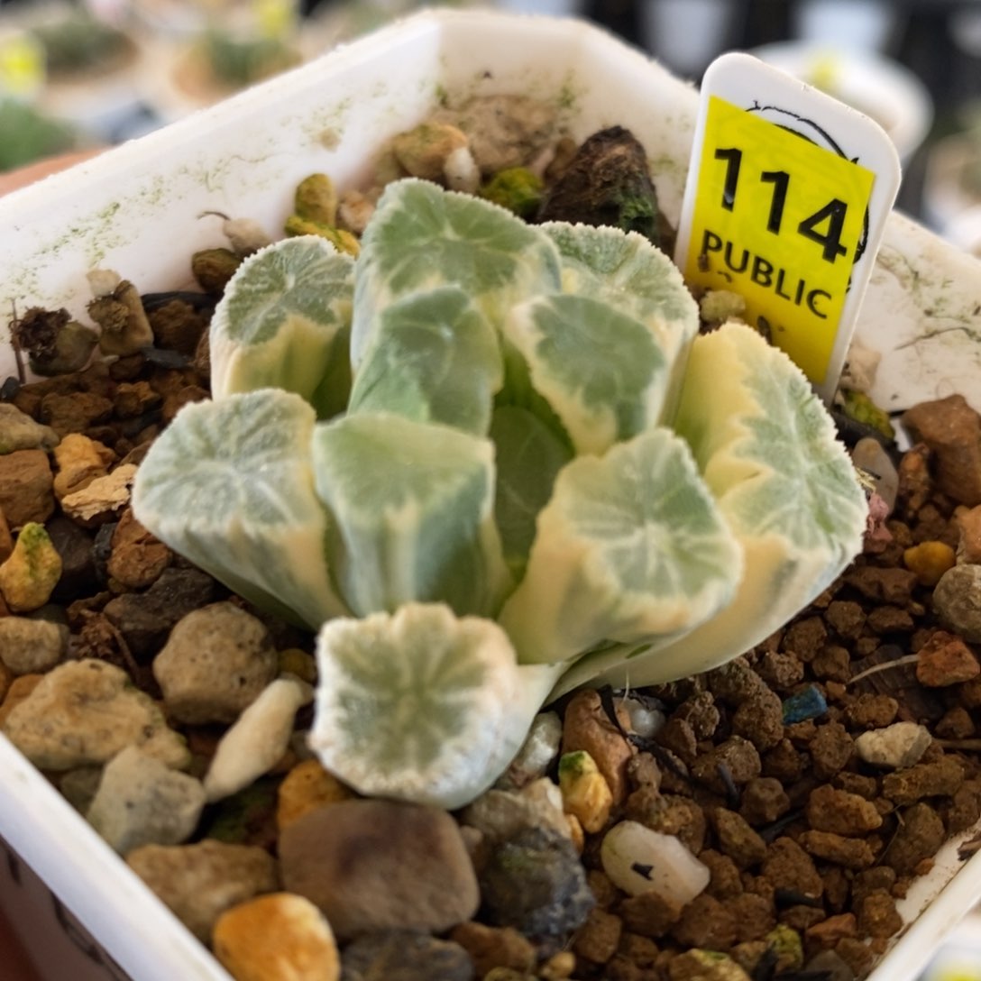 114号糊斑万象锦带盆