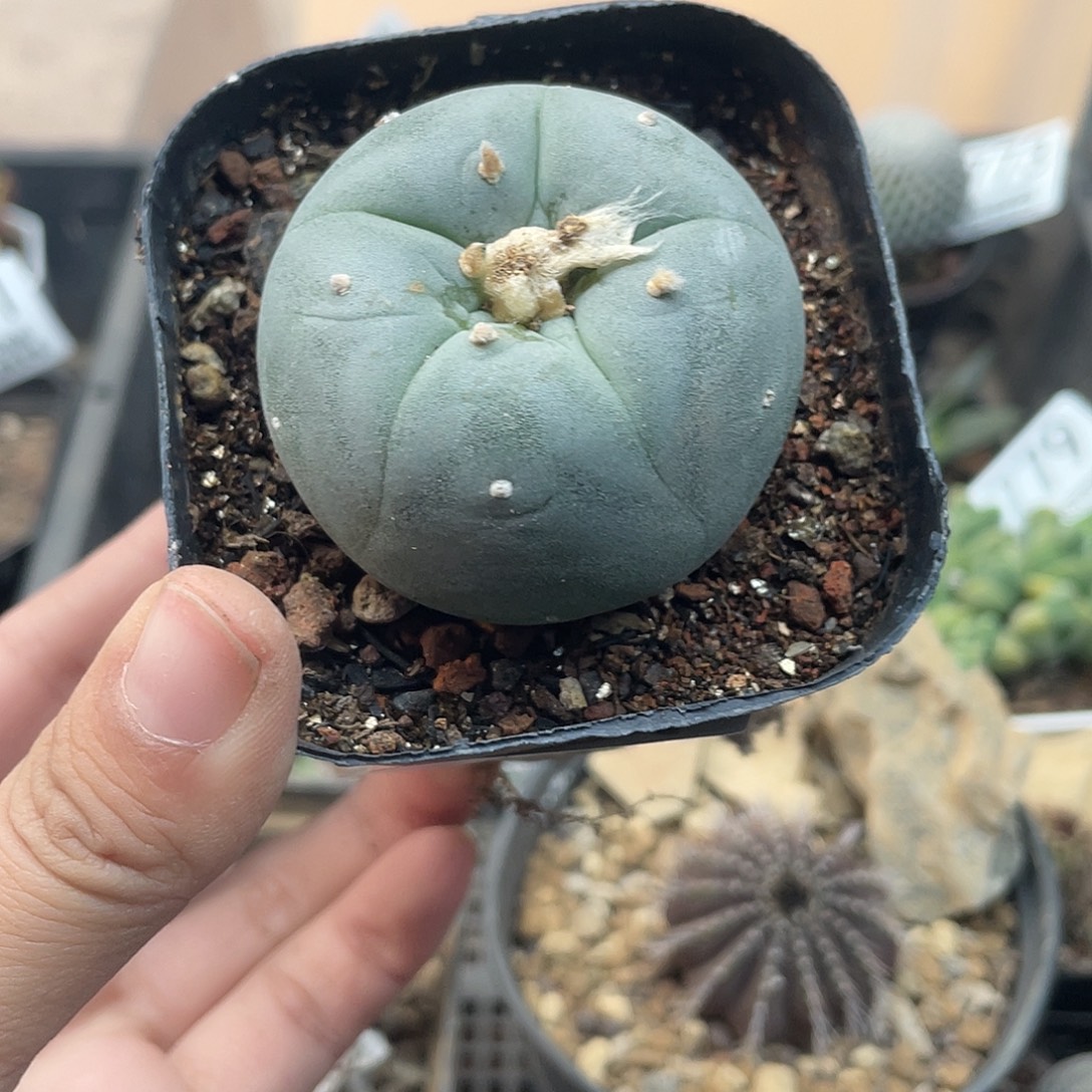 794银海鲜（满18元包邮）