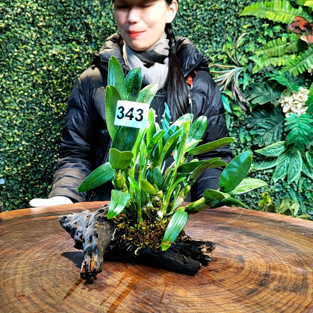 【闪购商品】343金钗花花