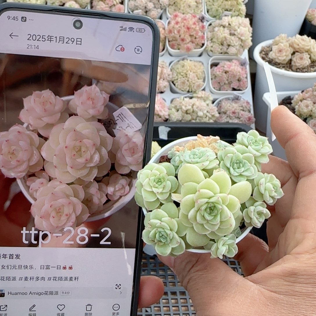 【闪购商品】0131-36（ttp-28-2）