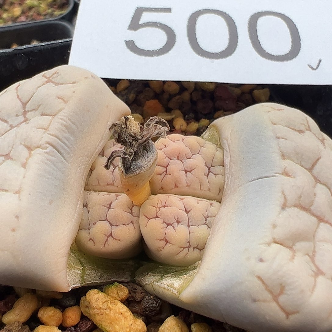 一物一拍脱土发189荒玉500