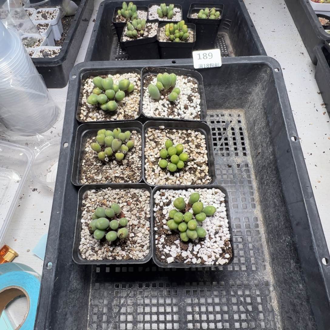 【闪购商品】4****喂 189。      