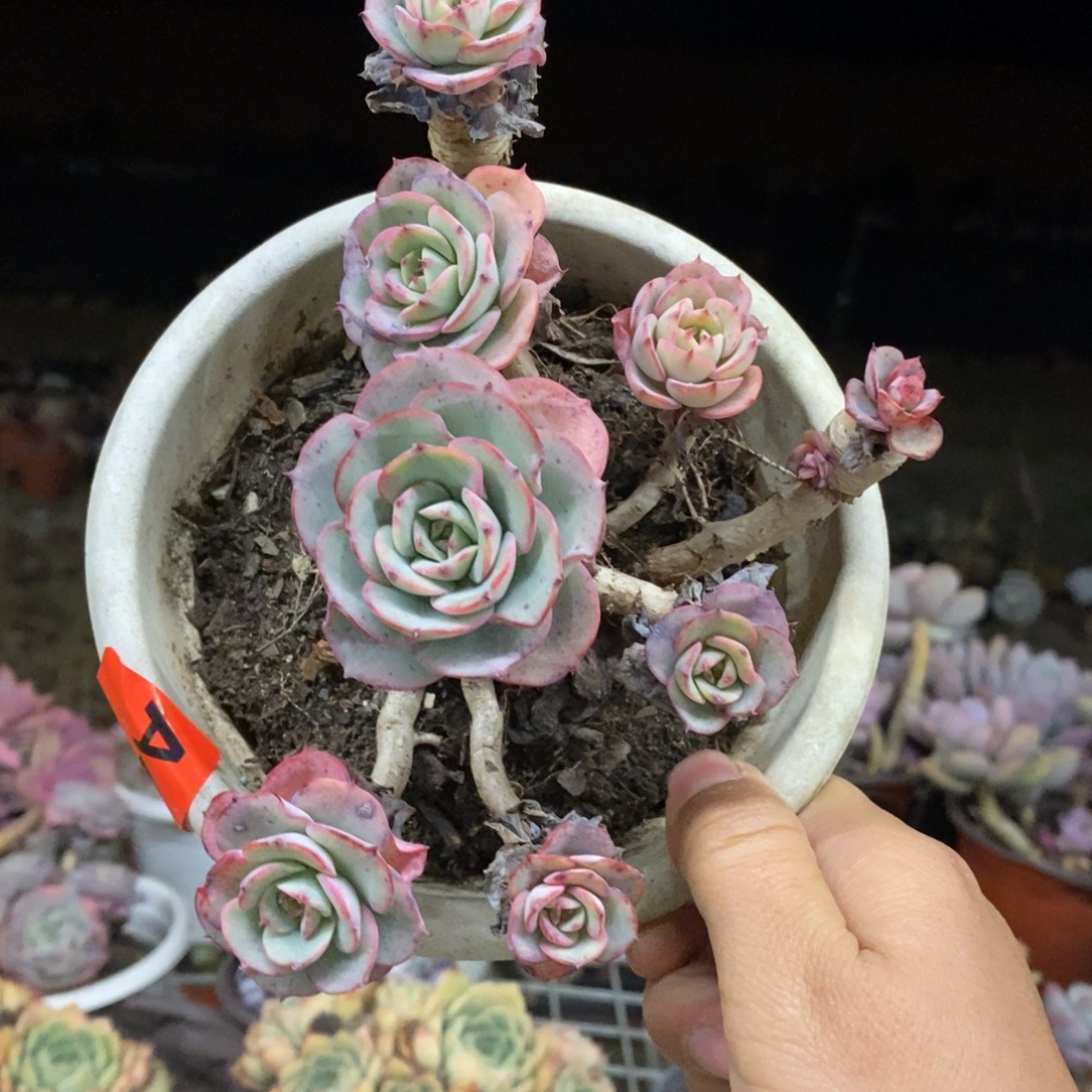 奶油黄桃多头群生老桩