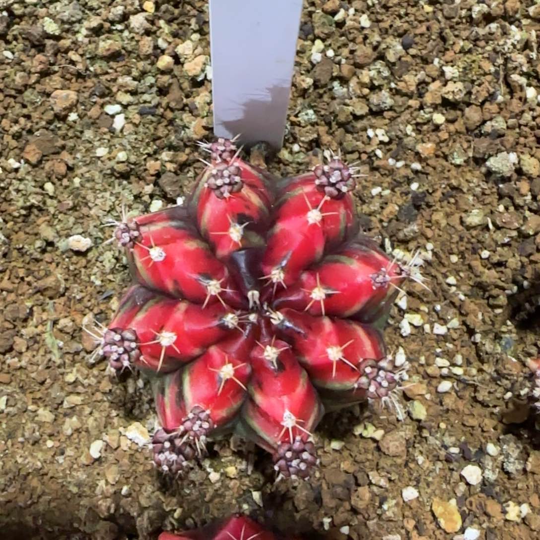 泰国米哈162-0113