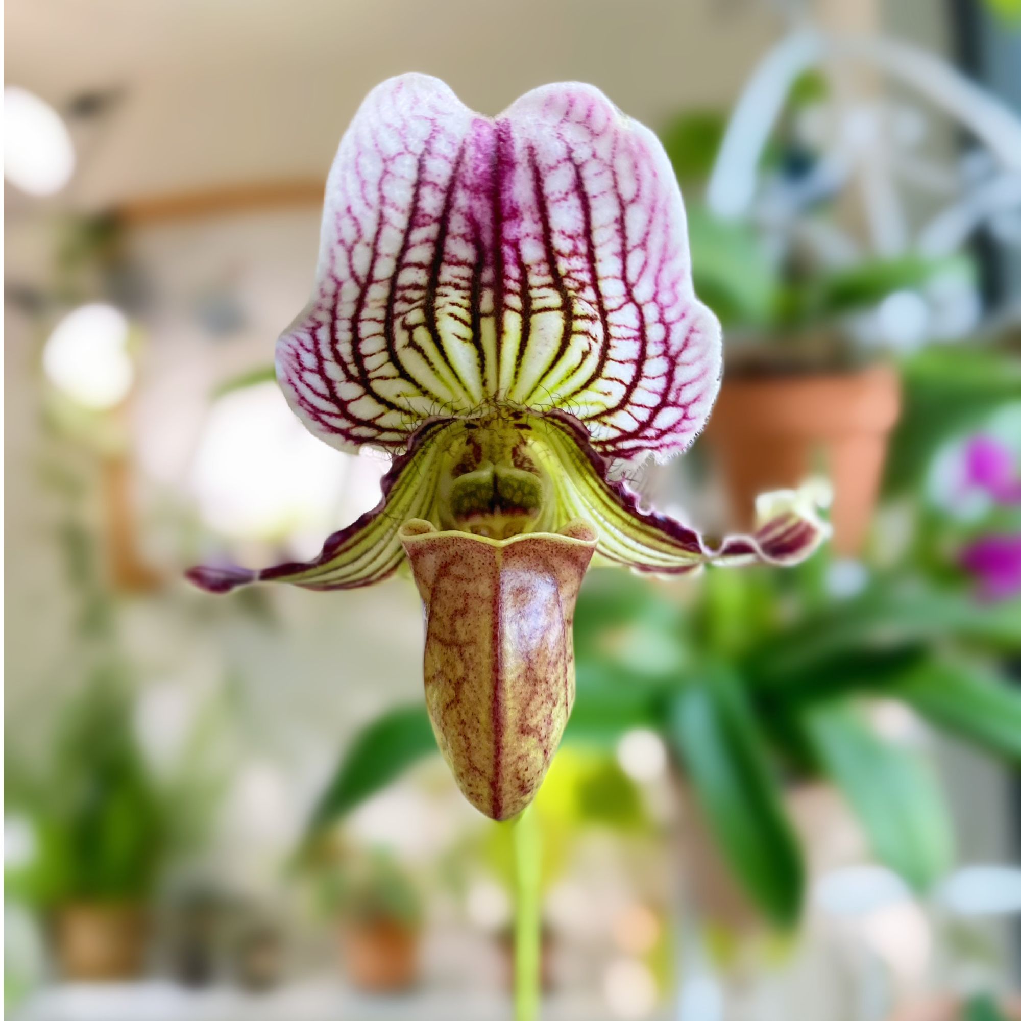 万峰绿缘【费氏兜兰】实生苗花期长好养护小型新手室内盆栽