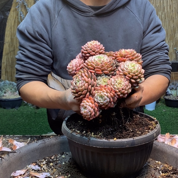 手***4797号白胖子多肉植物