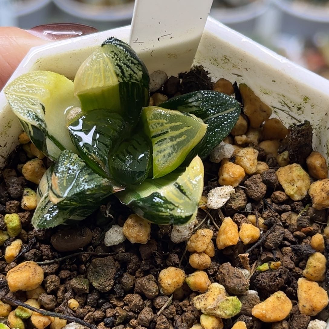 27非组黑肌克锦福利专场