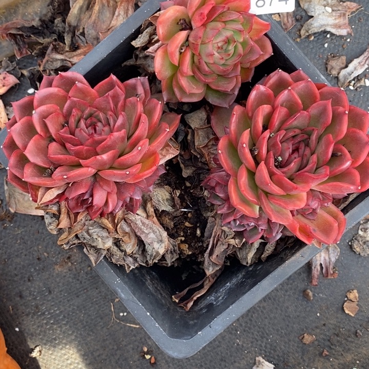 一***了1874不售后～16厘米