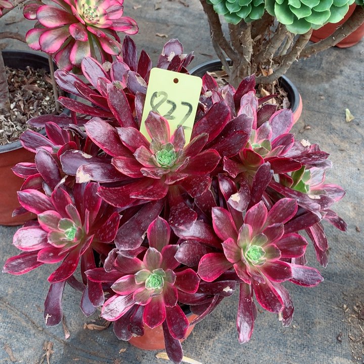 822赤霞飞多肉111111