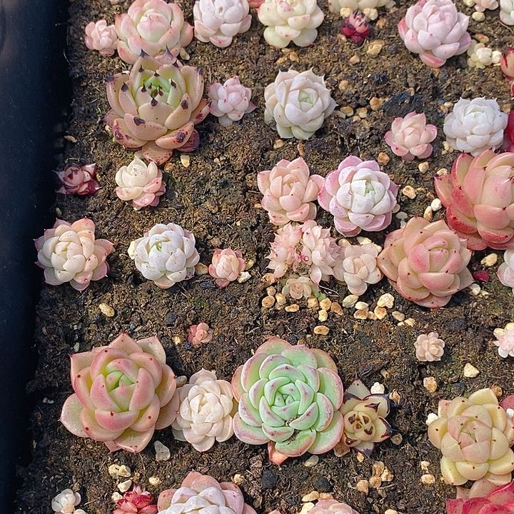 77 多肉植物盆栽花卉植物