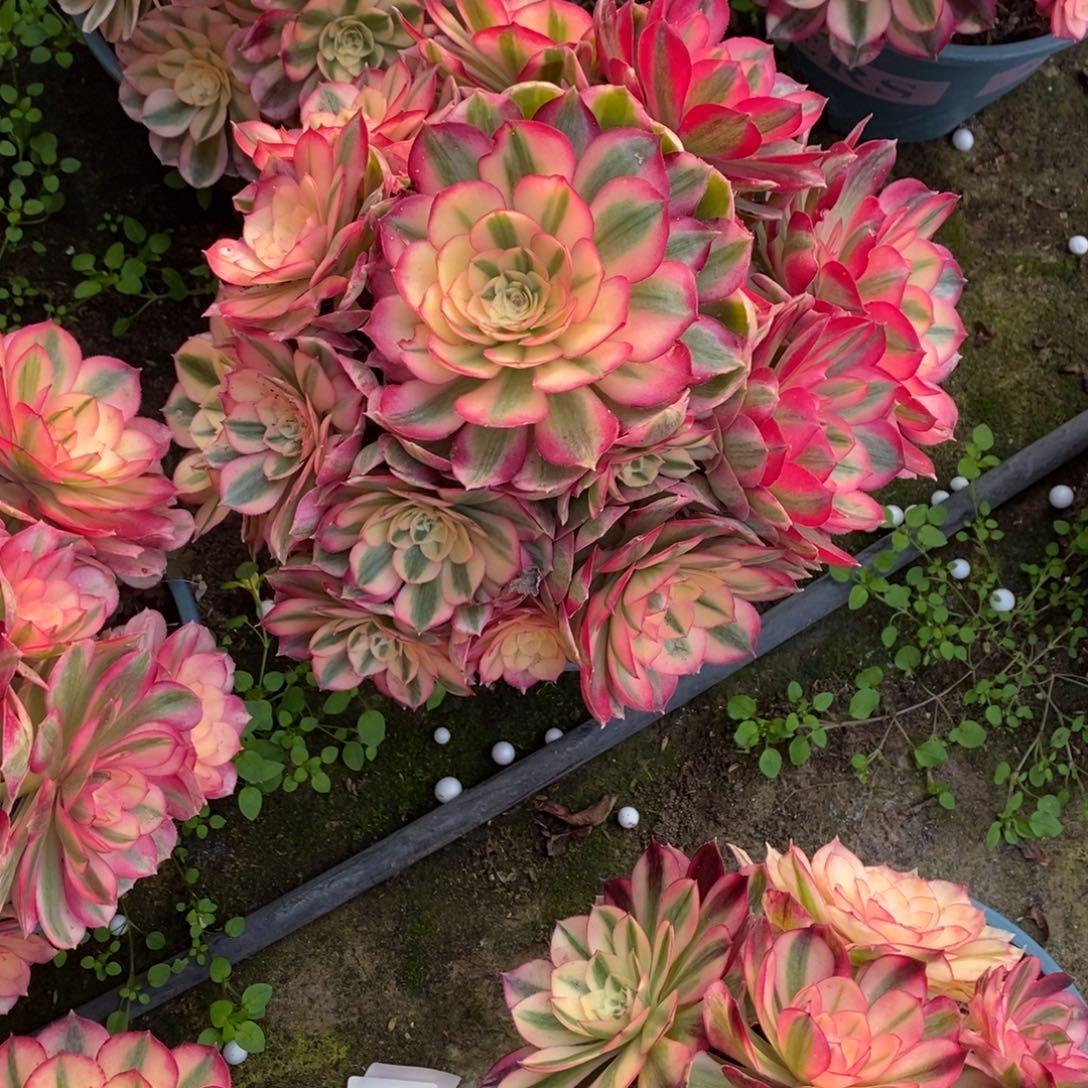 倾城多肉多肉1颗1739号