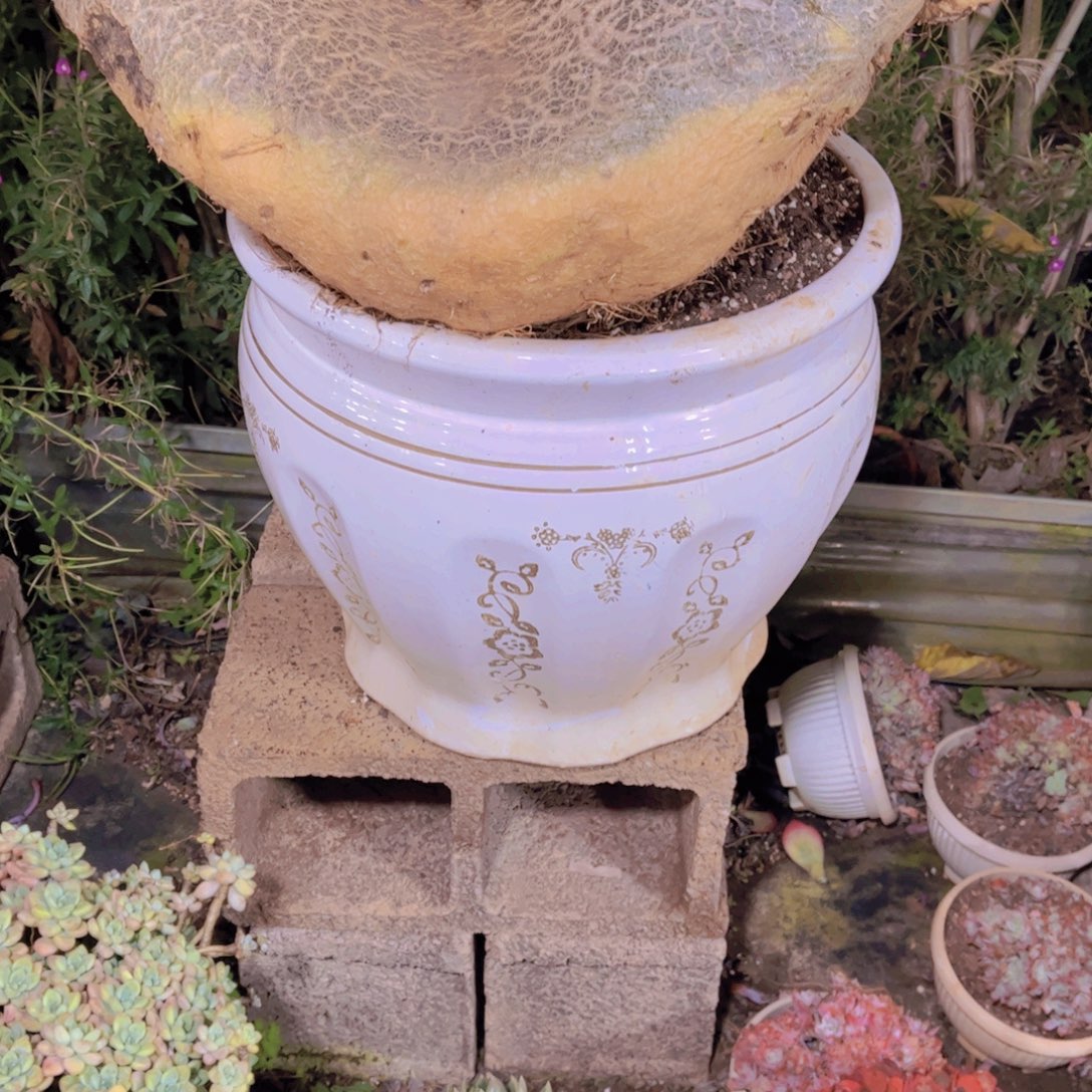 ヾ***。多肉植物保护研究所所长的