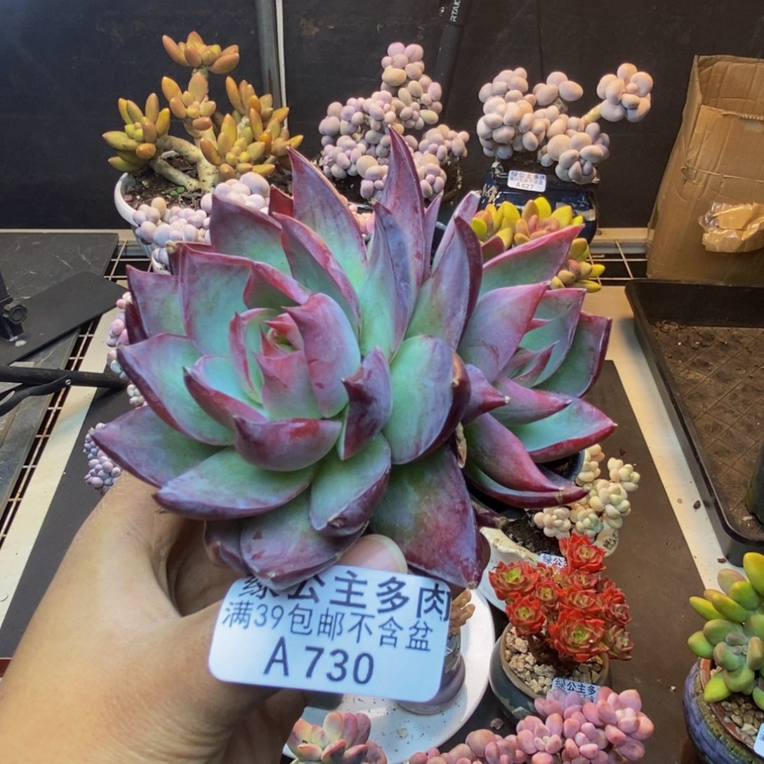 730惊鸿仙子多肉8c m