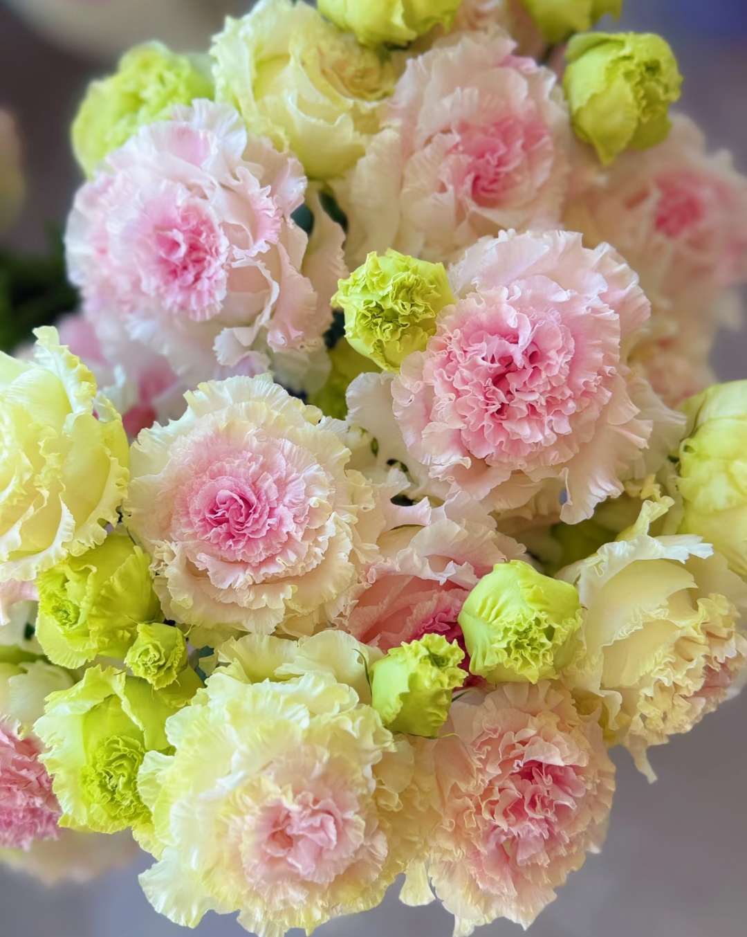 【洋桔梗】云南产地鲜花基地直发一单包邮