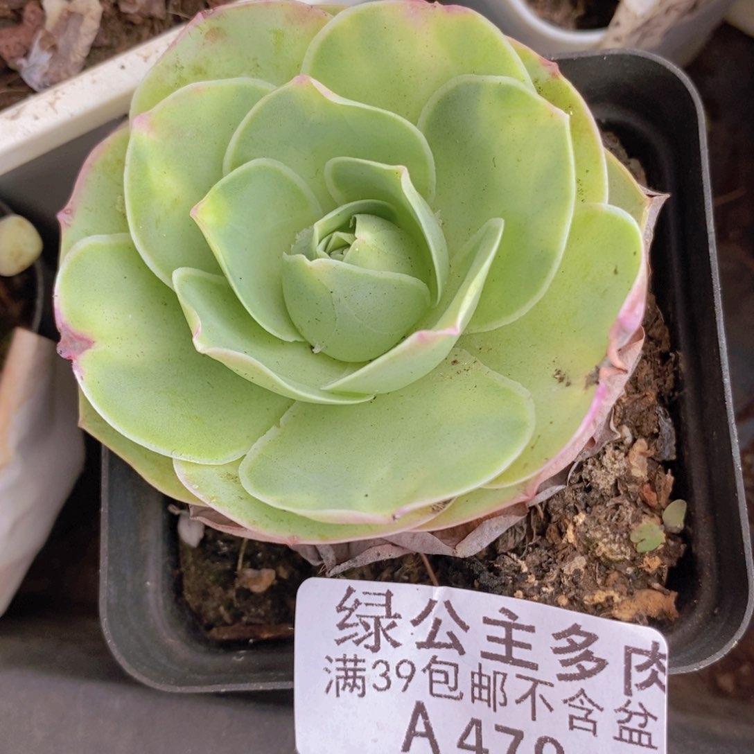 山地玫瑰5cm470多肉植物